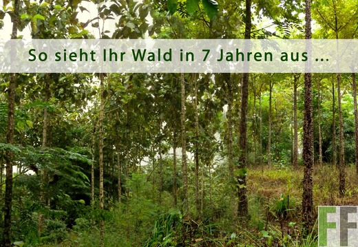 Vorschau: 7 Jahre alter Wald
