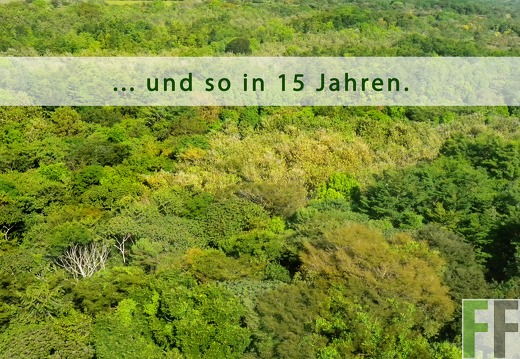 Vorschau: 15 Jahre alter Wald