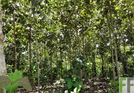 Ojo de Agua II, Okt. 2011