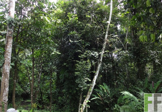 Metetí I, Okt. 2011