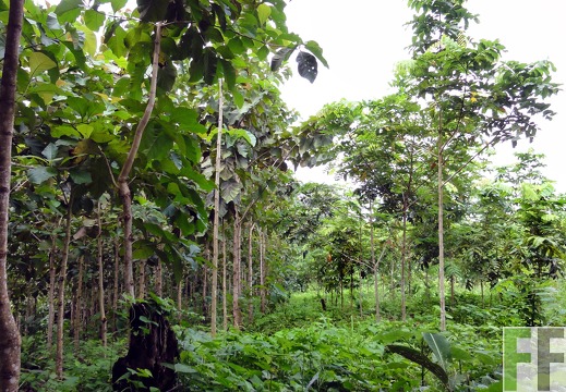 Metetí I, Okt. 2011