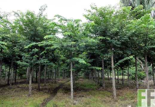 Metetí I, Okt. 2011