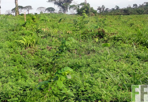 El Javillo, Jan 2012