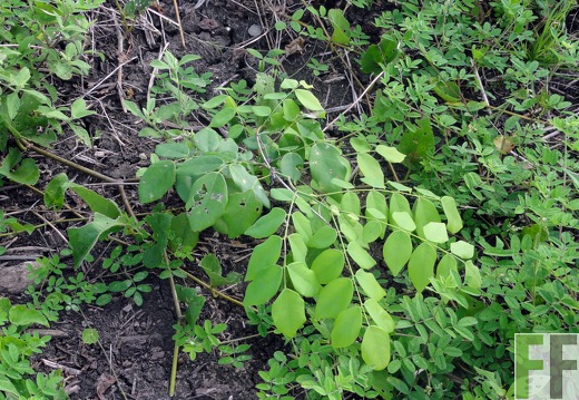 El Javillo, Jan 2012