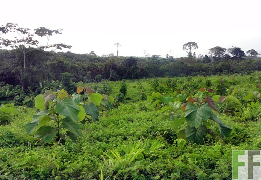 El Javillo, Jan 2012