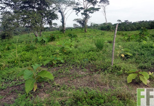 El Javillo, Jan 2012