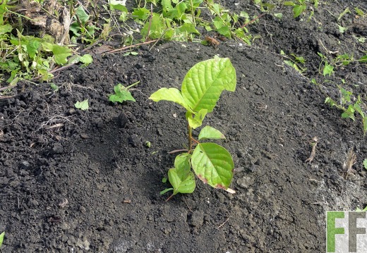 El Javillo, Jan 2012