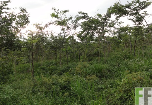 La Relojera III, Okt. 2011