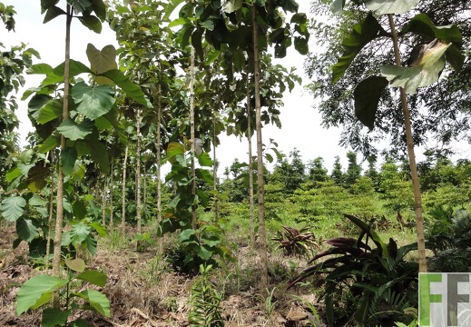 Alabaster, Oktober 2011