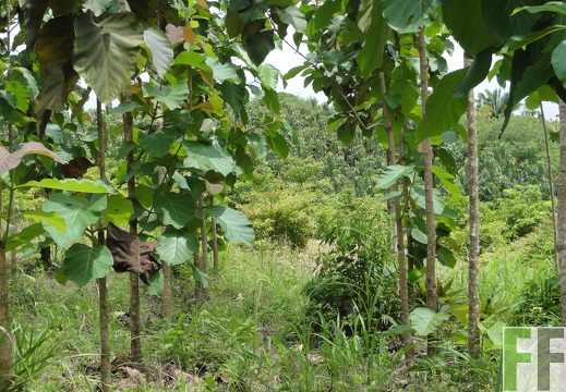 Alabaster, Oktober 2011