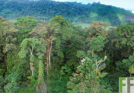 Cacaofinca Qda. Pitti