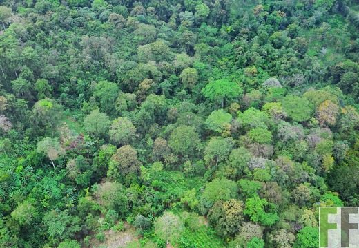 Cacaofinca Qda. Pitti