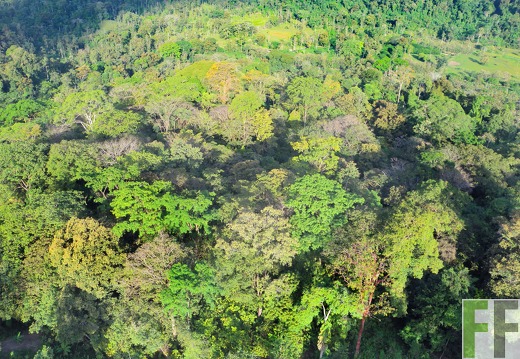 Cacaofinca Qda. Pitti