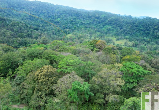 Cacaofinca Qda. Pitti