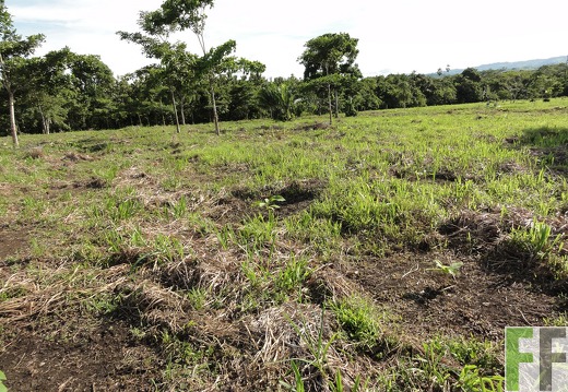 El Tirao - erste Setzlinge