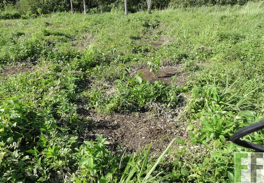 El Tirao - erste Setzlinge