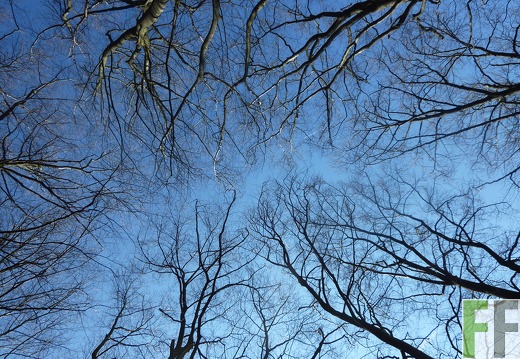 B.A.U.M.-Waldreservat