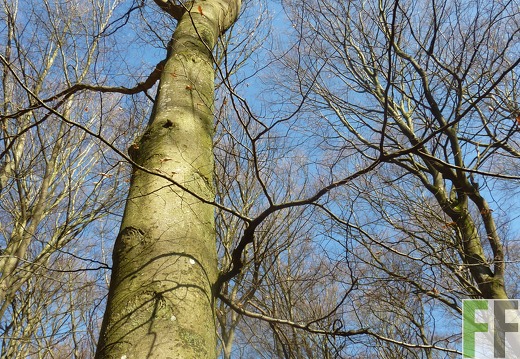 B.A.U.M.-Waldreservat