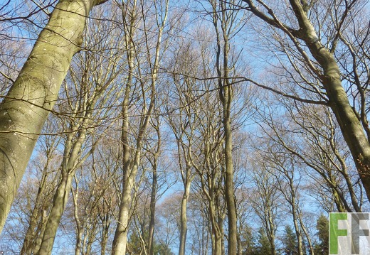 B.A.U.M.-Waldreservat