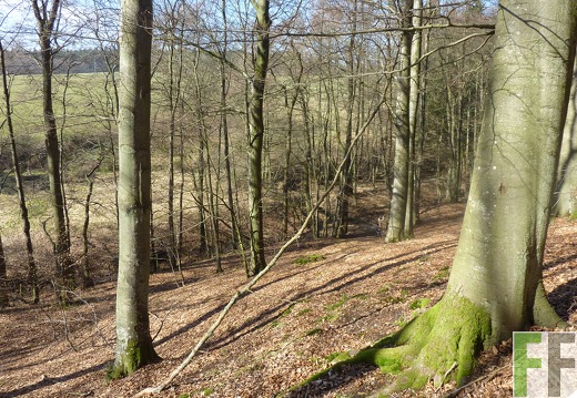 B.A.U.M.-Waldreservat