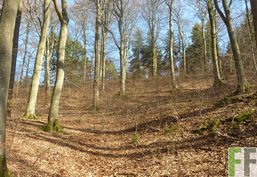 B.A.U.M.-Waldreservat