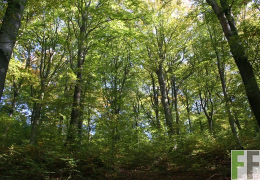 B.A.U.M.-Waldreservat