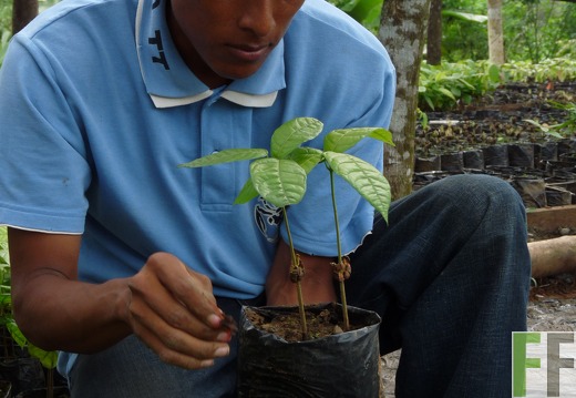 Baumschule Cacao Bocas del Toro