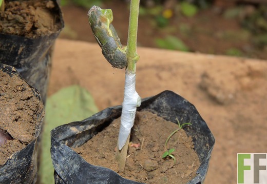 Baumschule Cacao Bocas del Toro