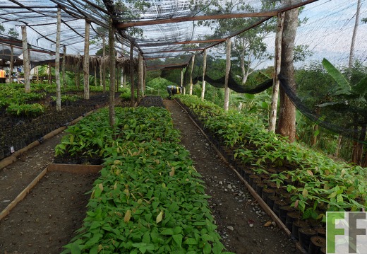 Baumschule Cacao Bocas del Toro