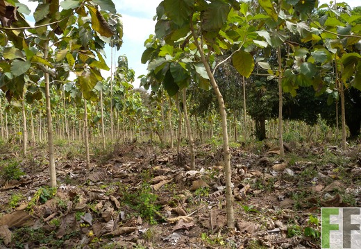 Ojo de Agua III, Teak