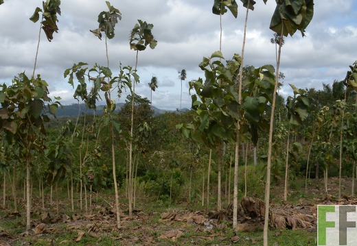Ojo de Agua III, Teak