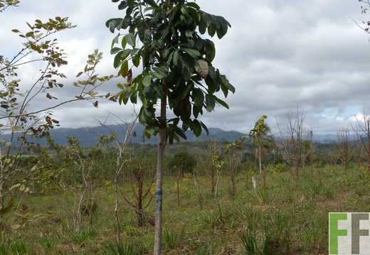 Ojo de Agua III, Cocobolo (Rosenholz)