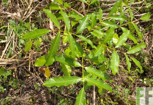 Ojo de Agua III, Caoba