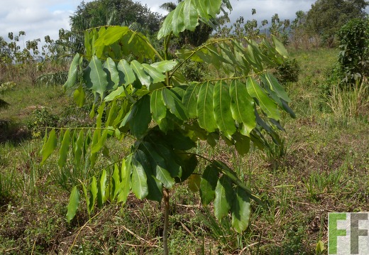 Ojo de Agua III, Almendro