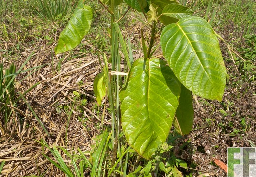 Ojo de Agua III, Zapatero