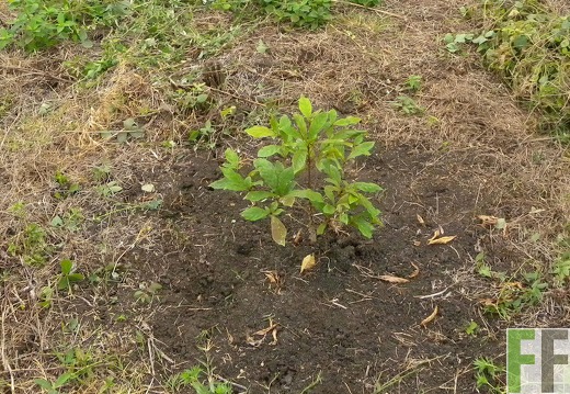 Cleopatra, Amarillosetzling