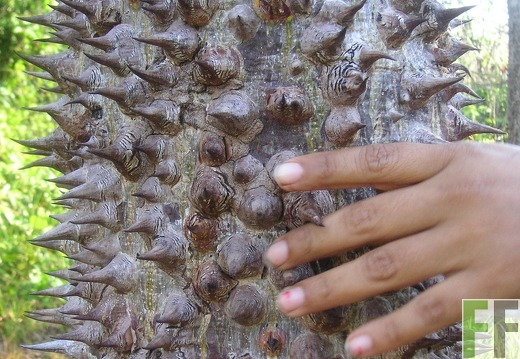 Santa Cruz 2006, Cedro Espino