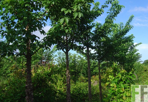 Santa Cruz 2004, Cedro Espino