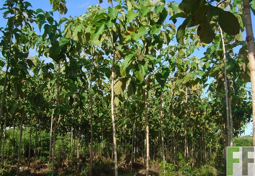 Santa Cruz 2004, Teak