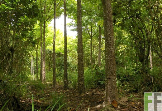 Santa Cruz 2009, Cedro Espino