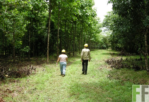 Santa Cruz 2008, Feuerschutzstreifen