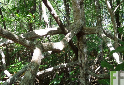 Los Monos V 2009, Mangroven-Schutzgebiet