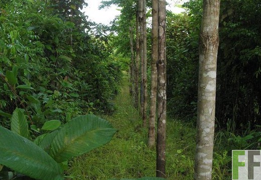 Los Monos V 2007, entastete Amarillos