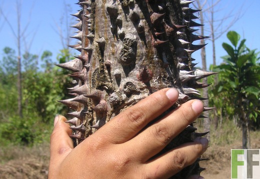 Los Monos V 2006, Cedro Espino