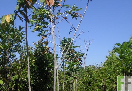 Los Monos V 2006, Almendros