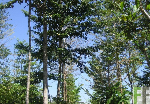 Los Monos IV 2006, Amarillo