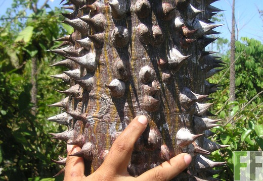 Los Monos IV 2006, Cedro Espino