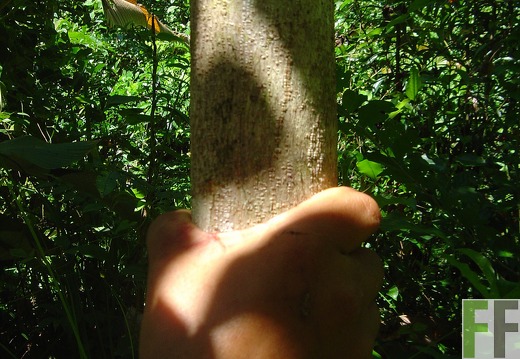 Los Monos IV 2004, Amarillostamm