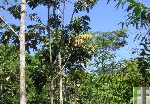 Los Monos IV 2006, Almendro