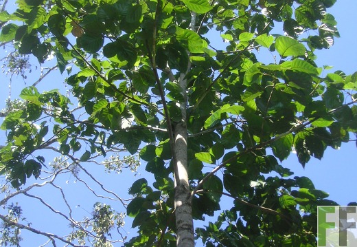 Los Monos IV 2006, Zapatero